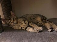 Bengal Maine Coon jungen / Mädchen Mix - Donzdorf