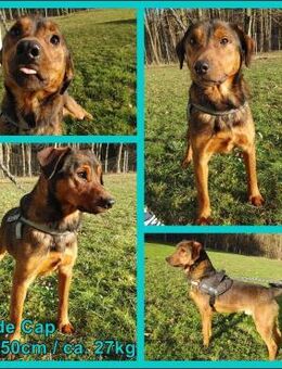 Cap Mischling Rüde Junghund sucht Heim - Margetshöchheim
