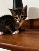 Katzenbabys abzugeben 🐯 in 25779
