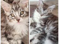 Main Coon Kitten - Grimma