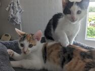 Kätzchen, Kitten, Kater, Katze - Kirchworbis