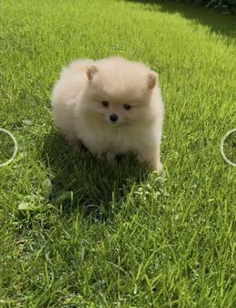 Pomeranian zwergspitz - Gütersloh