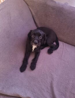 Muss leider meinen Hund angeben . - Berlin