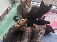 Britisch Kurzhaar Kitten Mix - Handewitt