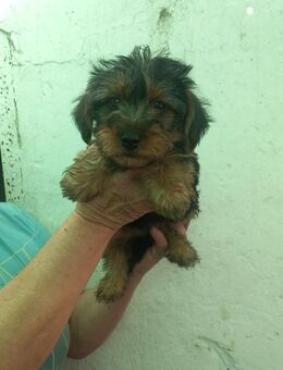 Happy PP Yorki Hündin sucht Heimathafen - Neustadt (Rübenberge)