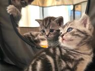 Bkh Tabby Kitten - Nettetal Zentrum