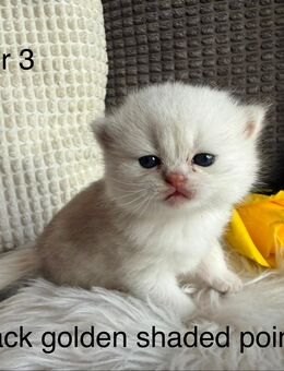 BKH Kitten - Stahlhofen (Wiesensee)