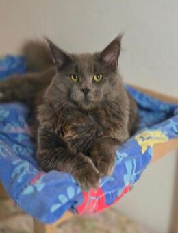 Maine Coon Kater blue-smoke - Herzberg (Harz)