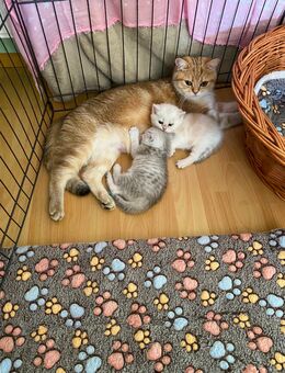 Bkh Kitten - Wiesbaden