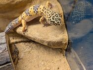 Leoparden Geckos 3 Stück - Pfungstadt