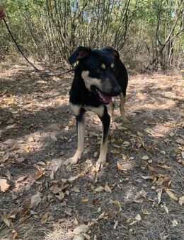 Bruna, sucht endlich ihr eigenes Zuhause - Berlin