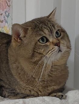 Deckkater Felix - Rüsselsheim