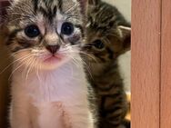 Kitten suchen zum 01.08. Neues Zuhause - Brilon
