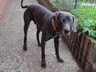 Weimaraner -Bilbo- sucht Rassefans - Nettetal