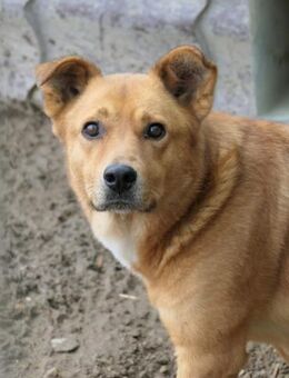 hübsche DAISY sucht ihre Chance - Kallmünz