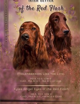 Wurferwartung Irish Setter Welpen Oktober 2025 aus 36 jähriger Formzucht - Bremen