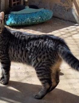 Junge, fröhliche Katze Tirana - Karlsruhe