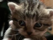 Kitten - Zossen