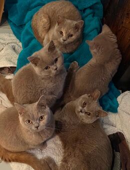 BKH Kitten 24wochen suchen - Heinsberg