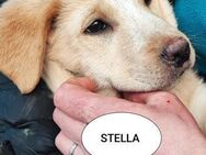 Stella, darfst dein Stern sein? - Grevenbroich