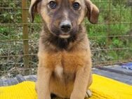 Süße ♥Fina♥ Welpenherz sucht ihr Zuhause - Hamburg