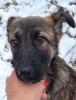 Welpenkind HAILEY - Gefrees