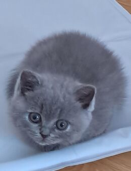Britisch kurzhaar Kitten blue - Stuttgart