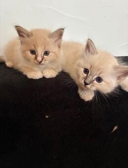 Heilige Birma Kitten - Kronach Zentrum