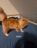 Maincoon mix Kitten in 24983