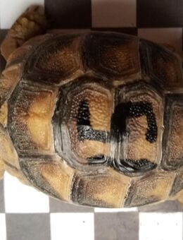 Verkaufe 2 Breitrandschildkröten (Testudo Marginata) aus Nachzucht 2021 - Ebsdorfergrund
