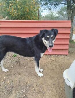 TEQUILA - verschmuste Hündin sucht Heim - Aerzen