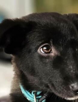 Süße Raya sucht Familie - Dittelbrunn