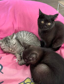 Britisch Langhaar × Siam Kitten suchen liebevolles Zuhause - Betzdorf