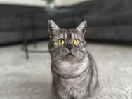 Liebevolle Britisch Kurzhaar Katze (BKH) sucht ein neues Zuhause - Kassel Nordshausen