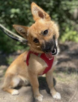 Zauberhafter kleiner Steven wünscht sich ein tolles Zuhause bei lieben Menschen mit allem Zipp und Zapp...... - Hünfelden