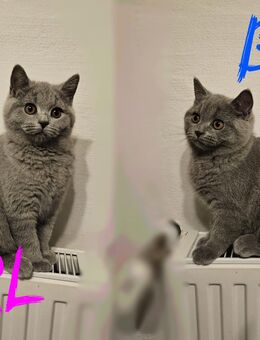 2 faszinierende BKH-Kitten für die besten Tierfreunde zu verkaufen - Siegen (Universitätsstadt)