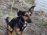 Hazel sucht aktive Menschen - Berlin