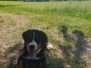 Großer Schweizer Sennenhund Welpe - Lengefeld Zentrum