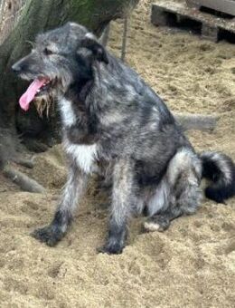 Naomi 50 cm - Alpenrod