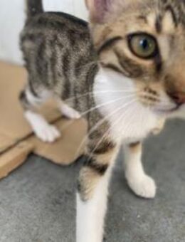 Bo, kleiner gestiefelter Kater, ca. 7 Mo - Vaterstetten