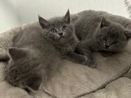 Bkh/Main Coon blue kitten - Leer (Ostfriesland)
