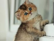 BKH Kitten / Kätzchen mit Stammbaum. - Dortmund Scharnhorst