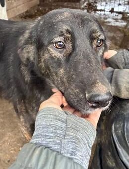 BRUNILDA ~ bildhübsch + bezaubernd - Duisburg