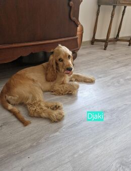Wir verschenken diese Hunde. - Biedenkopf