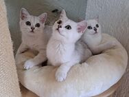 ABGABEBEREIT BKH Reinrassige Britisch Kurzhaar Kätzchen Mädchen Junge Katze Kater - Sinn
