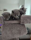 Russisch Blau, Russian Blue Kitten, männlich in 54662