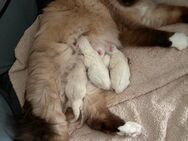 Heilige Birma Kitten - Weyhe