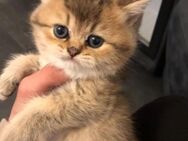 Bkh golden Shell kitten abgabebereit - Gelsenkirchen