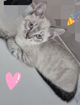 FRECHER KATER SIAM - Gimbsheim
