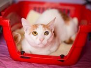 Tristan aus dem Tierschutz - Grevenbroich